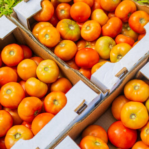 Tomates Rondes et Allongées
