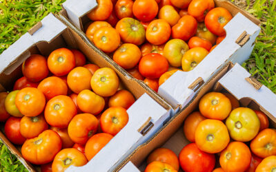 Tomates Rondes et Allongées