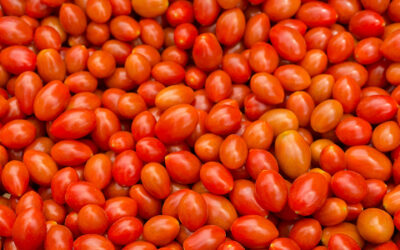 Tomates Cerises Rondes et Allongées