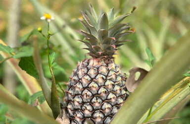 Ananas