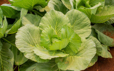 Choux verts et rouges