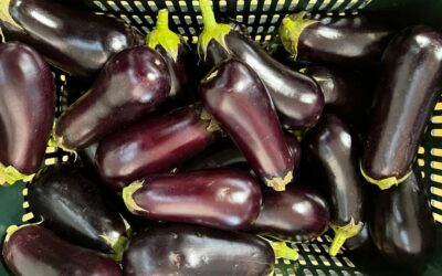 Aubergines