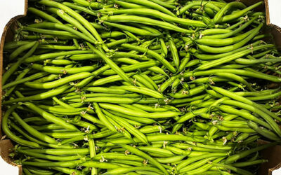 Haricots verts
