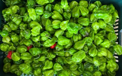 Piments Habanero