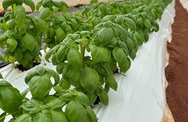 Basilic frais
