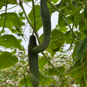 Cornichons