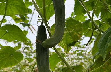 Cornichons